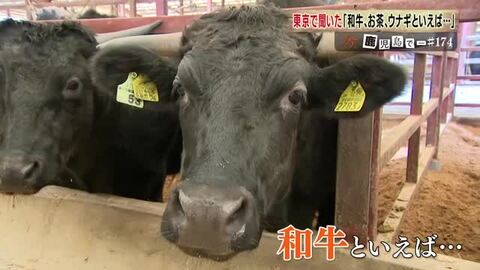 「えっ、和牛1位は鹿児島？」 なぜ鹿児島の和牛・お茶・うなぎは全国で知られないのか 「第一想起」が壁に