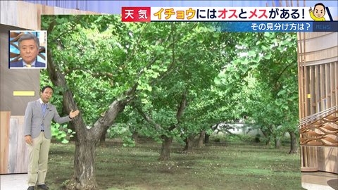 まもなく旬の秋の味覚 ギンナン イチョウには オスの木 と メスの木 がある 驚きの生態を果樹園に聞いた