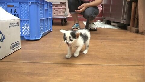 こんな所になぜ子ネコ?　壁から鳴き声聞こえ救出