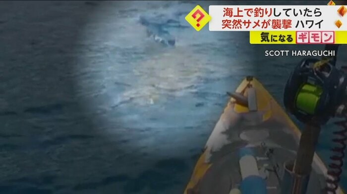 水中で黒い影が近づいてくるのがわかる