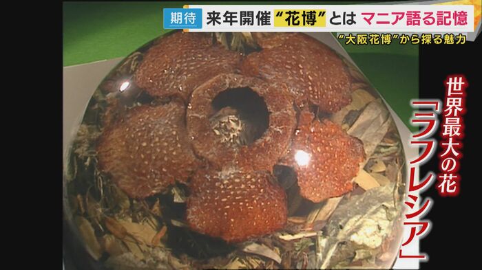 世界最大の花「ラフレシア」