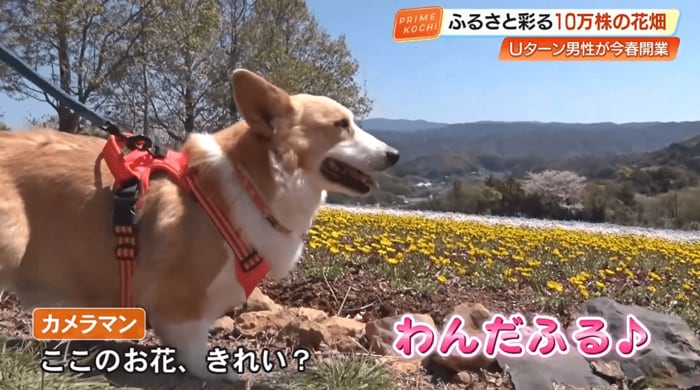 園内を散歩するワンちゃん