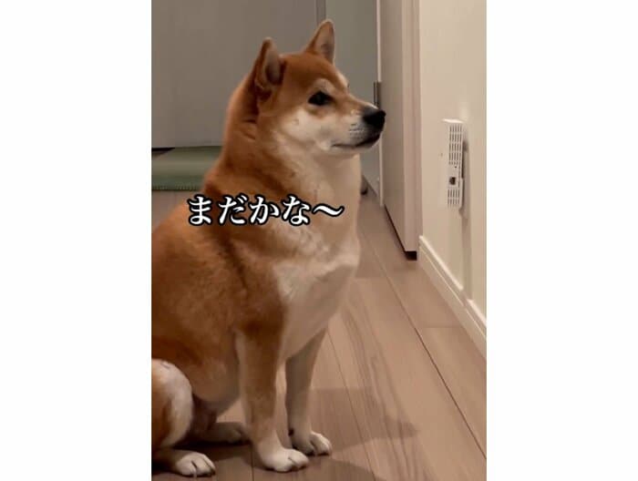 扉の前で「まだかな〜」(提供:柴犬けいちゃん)
