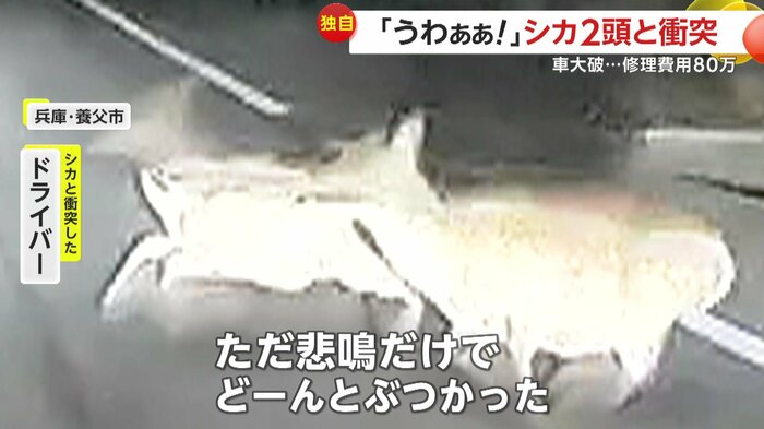 衝突寸前のシカの姿(FNN投稿サイト「ビデオPost」)