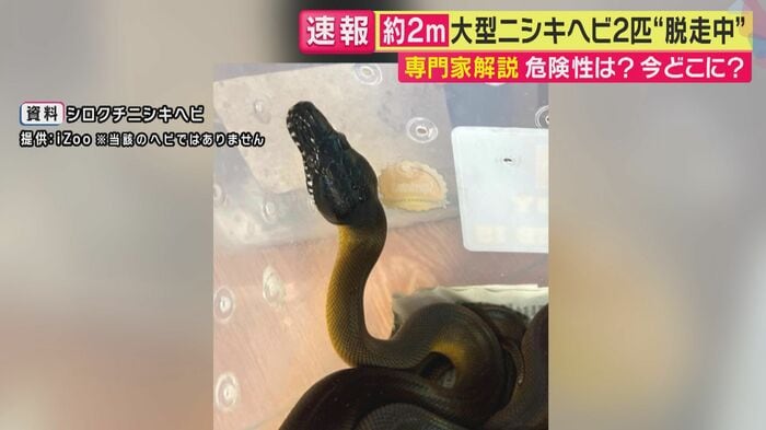 「丸まればハンドボール大」だという(関西テレビ「旬感LIVE とれたてっ!」より)