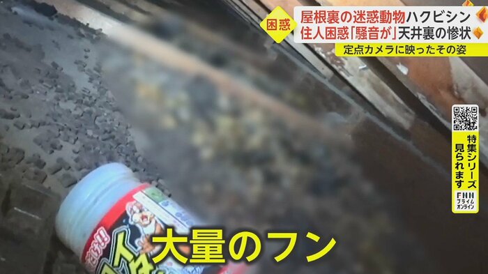 天井裏を見てみると…やはり動物が住みついているようだ