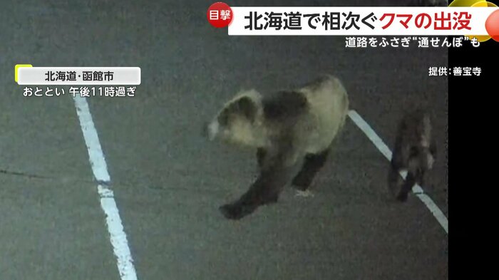 子どもを連れて駐車場をうろつくクマ