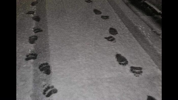 現場周辺の道路で見つかった幅11センチほどのクマの足跡（提供：札幌市）