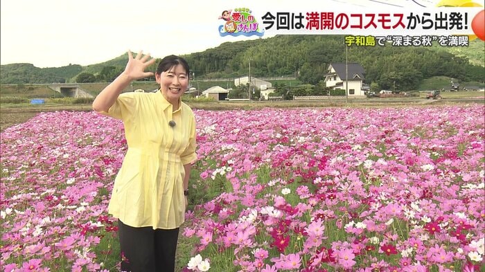 満開のコスモスから出発