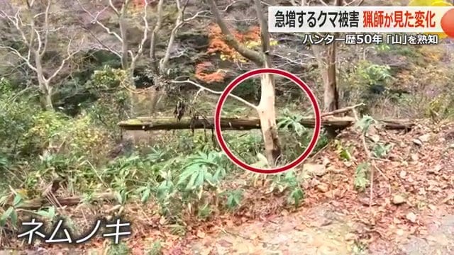 シカがかじった跡