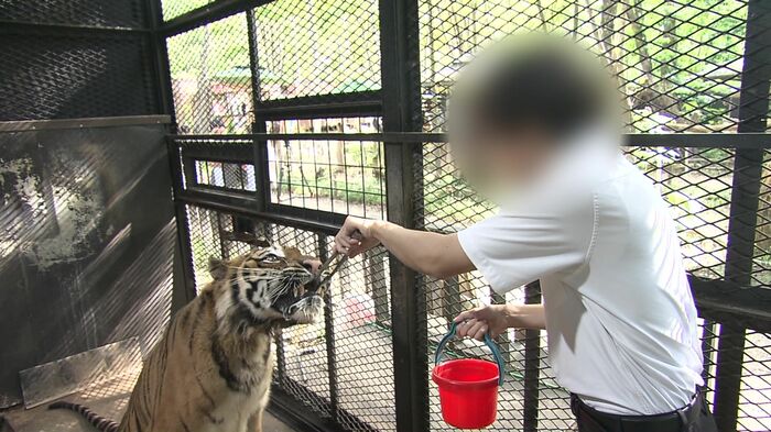 トラの餌やりをめぐり札幌市が指導