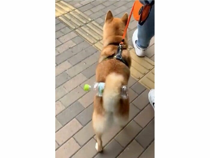 提供:柴犬 しんさん
