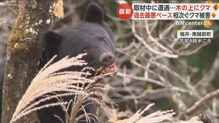 福井・南越前町で取材中のスタッフの目の前にクマが…