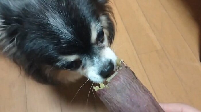 ヲトコちゃんは少しずつ上品に食べる
