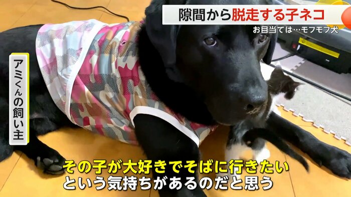 (にゃんちゅうばぁCatTuber)