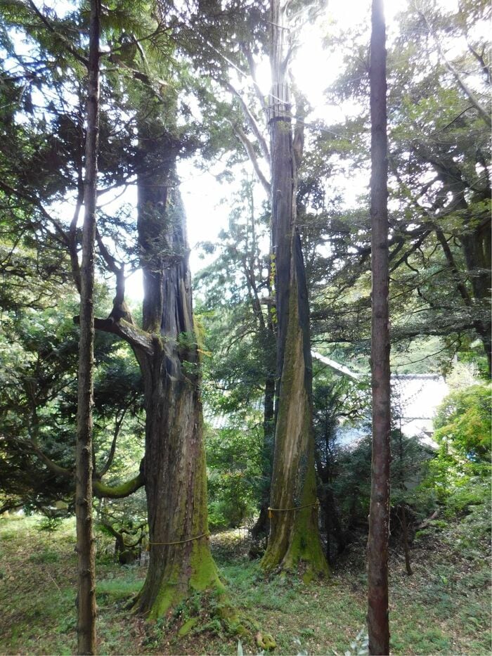 能登ヒバ(提供:東森木材)
