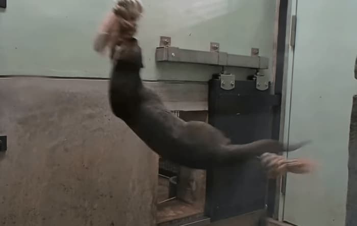 勢いよく回転(福岡市動物園提供)