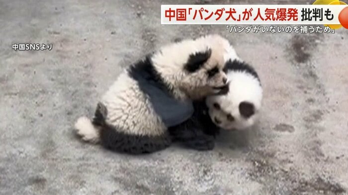 じゃれ合う“パンダ犬”