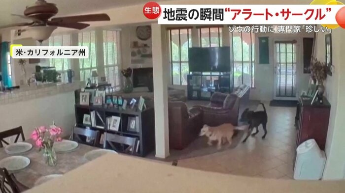 地震が発生して逃げ回る犬たち(MELISSA MALLOY)