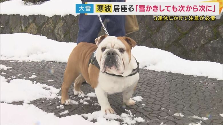 イヌは雪でも元気に散歩も、ネコは雪をさけ...居座る寒波　近畿北部では各地で積雪　明日=22日は京阪神の都市部でも積雪の可能性｜FNNプライムオンライン