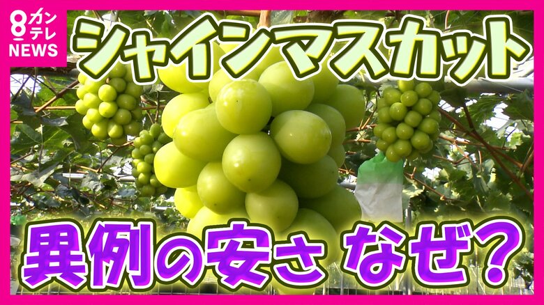 “高級”シャインマスカットが異例の安さ「一房1000円以下も」　“猛暑影響で小粒・生産量増”が要因か｜FNNプライムオンライン