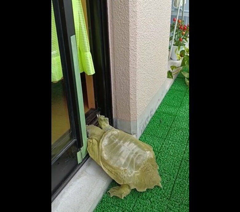 ベランダから“ガラガラッ”と登場！ドアを開けるすっぽんが賢い…どうやって覚えたのか飼い主に聞いた｜FNNプライムオンライン