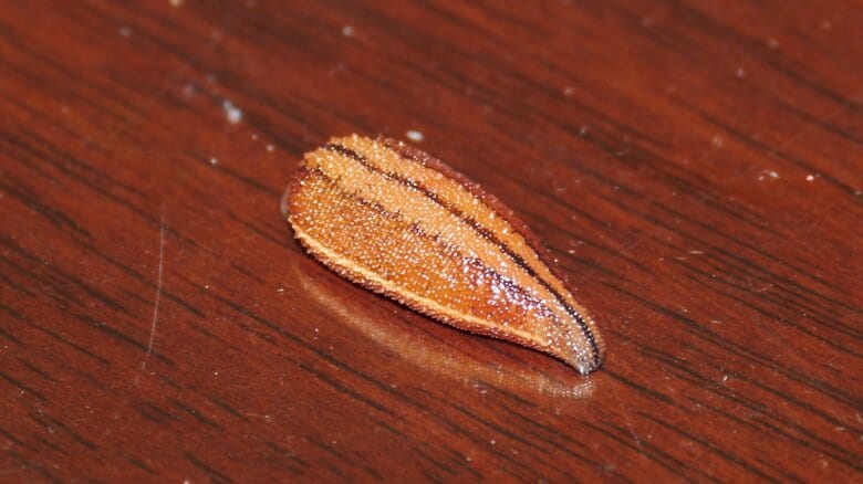 野外で忍び寄る「ヤマビル」に注意！人の気配を察知してこっそり吸血…気づいたら“血だらけ”を防ぐ対策と処置方法｜FNNプライムオンライン