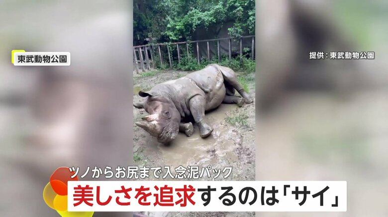 【高い美意識】美しさを追求するサイ…水たまりで入念な全身泥パックのワケ　お尻のケアまでも　埼玉・宮代町「東武動物公園」｜FNNプライムオンライン