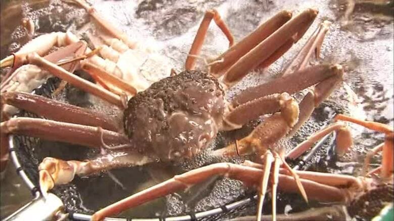 越前がに漁獲金額が過去最高26億円超を記録　「極」は今季26匹、最高額は1匹50万円　資源管理のため漁獲量は減少　福井　｜FNNプライムオンライン