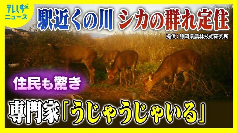 駅に近い河川敷に「うじゃうじゃいる」シカの大群 なぜ生息?専門家「エサもあって隠れられる」シカにとって好条件そろう|FNNプライムオンライン