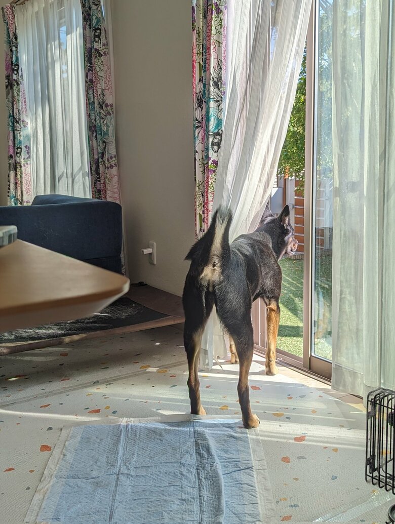 庭を覗くソラちゃん