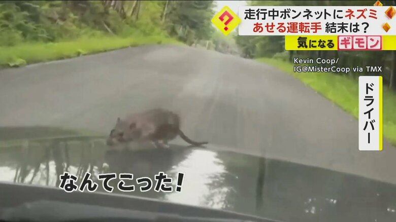 ドライブ中、ボンネットに突如現れたネズミに、「なんてこった！」とあせるドライバー