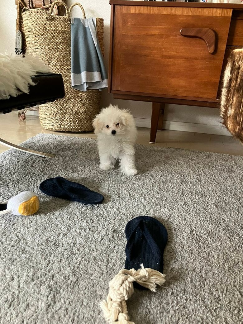 提供：白く、柔らかな犬さん