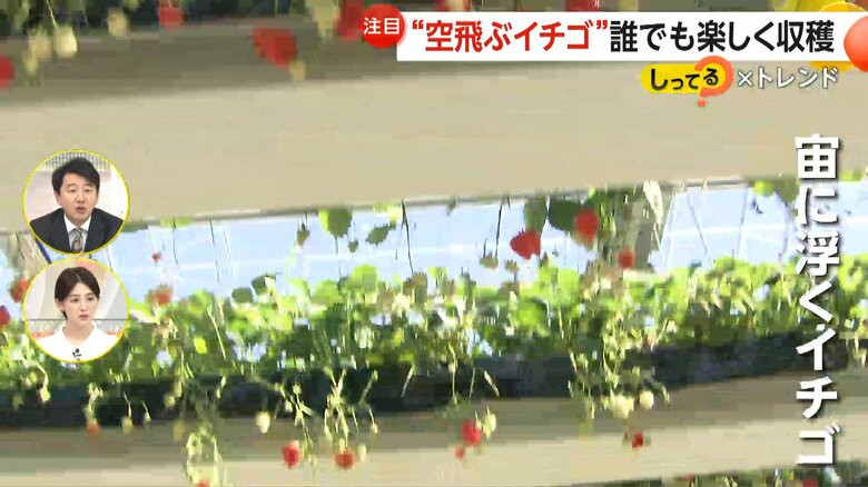 真っ赤なイチゴが宙に浮いている空飛ぶイチゴ畑「グランベリー大地」