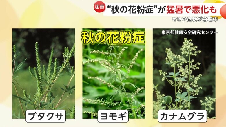 秋に活発になる「ブタクサ」「ヨモギ」「カナムグラ」