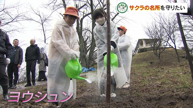 病気に強い品種「ヨウシュン」