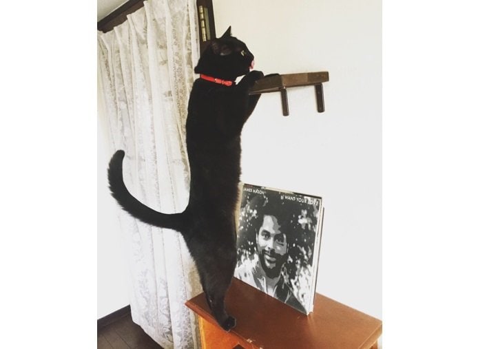 7月1日に投稿された猫別府くん。この日も背筋がピーン！