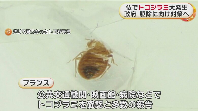 フランスで発見されたトコジラミ