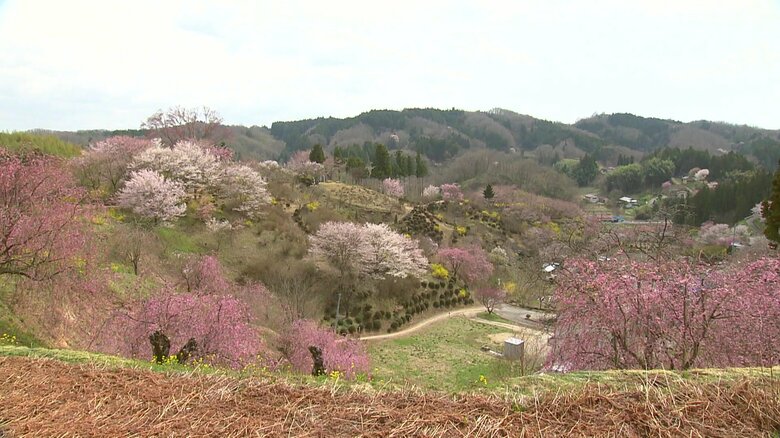 これからはツツジも楽しめる