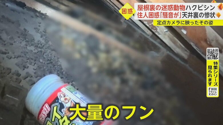 天井裏を見てみると…やはり動物が住みついているようだ