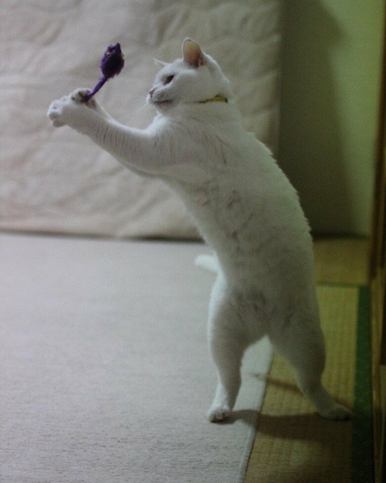 ネズミのおもちゃで遊ぶ、ぷるちゃん