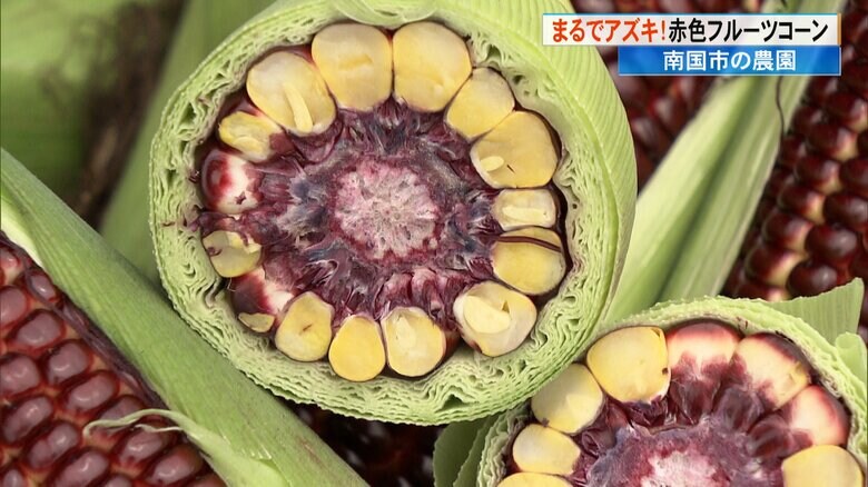 中の芯も赤い