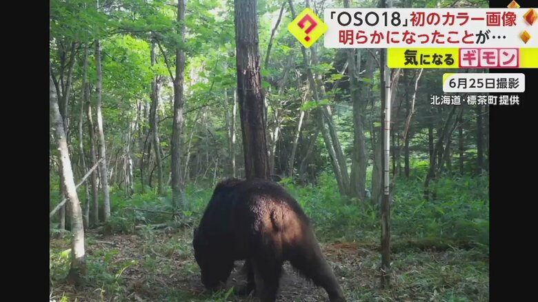 コードネーム「OSO18」