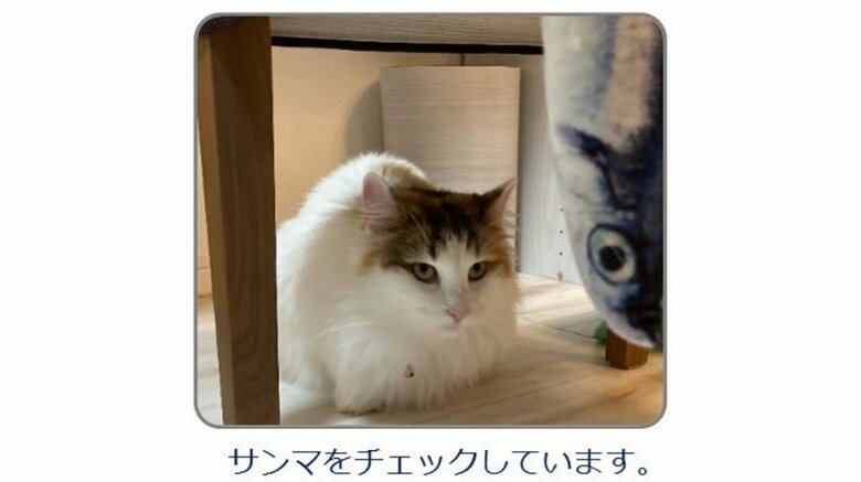 目視で確認（「厚生労働省食品安全情報」公式Twitterより）