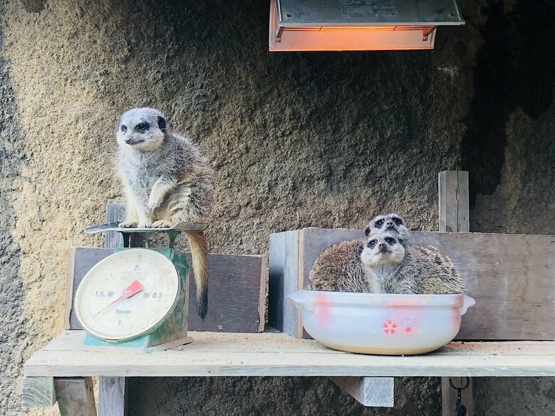 体重計と土鍋（提供：九十九島動植物園森きらら）