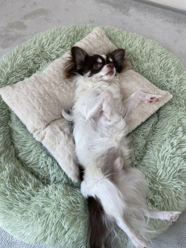 挟まれちゃいそうなへそ天姿