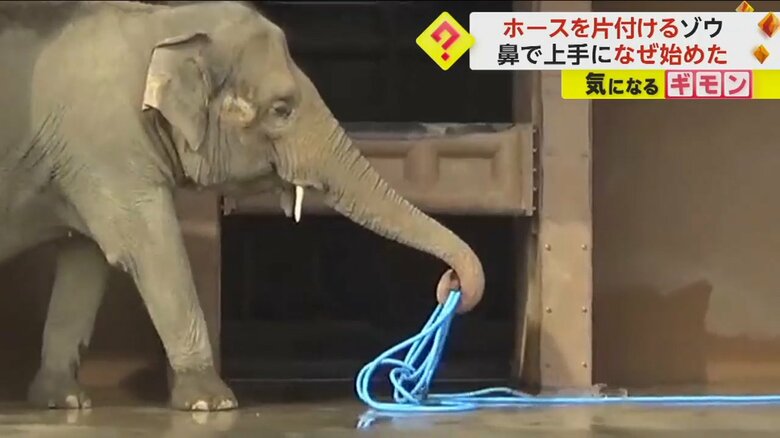 ホースを輪っかにして巻いていくゾウのワルダー（撮影：らすかるさん）