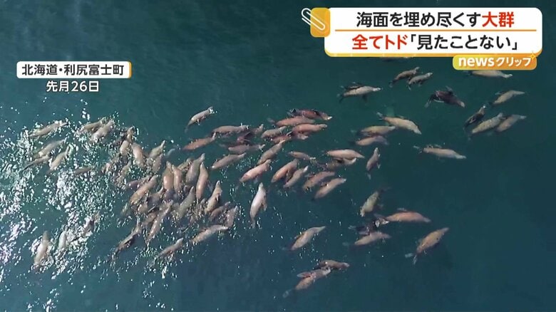 大量に集まったトド（提供：まつ＠利尻富士町地域おこし協力隊）