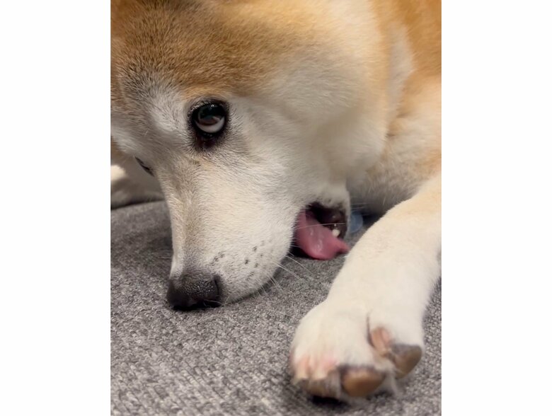 いじけて床をかんでいる（提供：柴犬 sasuke_紗助さん）