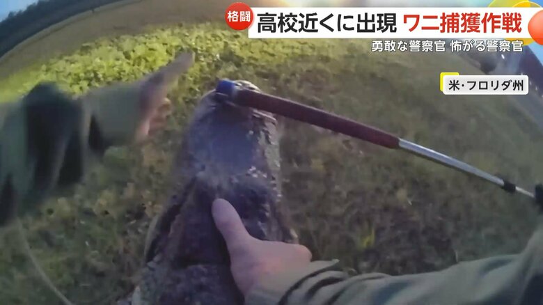 警察官が慣れた様子でワニに馬乗りになり、見事捕獲する一部始終③